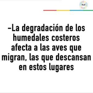 Cartón humedales aves migratorias0